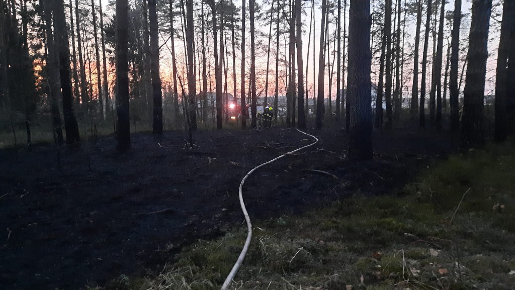 Pożary lasów na terenie gmin Myszyniec i Kadzidło. Z ogniem walczyło 6 jednostek strażackich [03.04.2022] - zdjęcie #7 - eOstroleka.pl