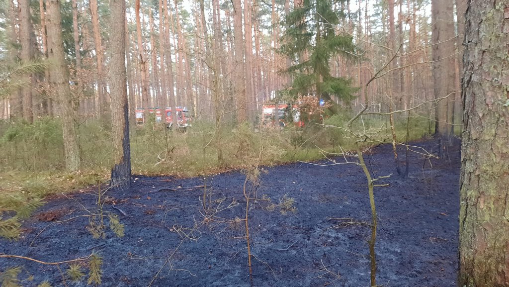 Pożary lasów na terenie gmin Myszyniec i Kadzidło. Z ogniem walczyło 6 jednostek strażackich [03.04.2022] - zdjęcie #5 - eOstroleka.pl