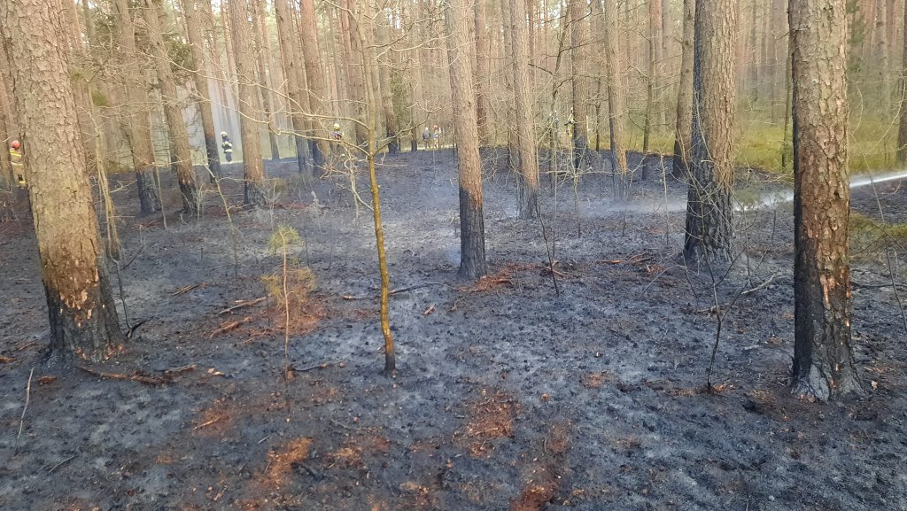 Pożary lasów na terenie gmin Myszyniec i Kadzidło. Z ogniem walczyło 6 jednostek strażackich [03.04.2022] - zdjęcie #4 - eOstroleka.pl