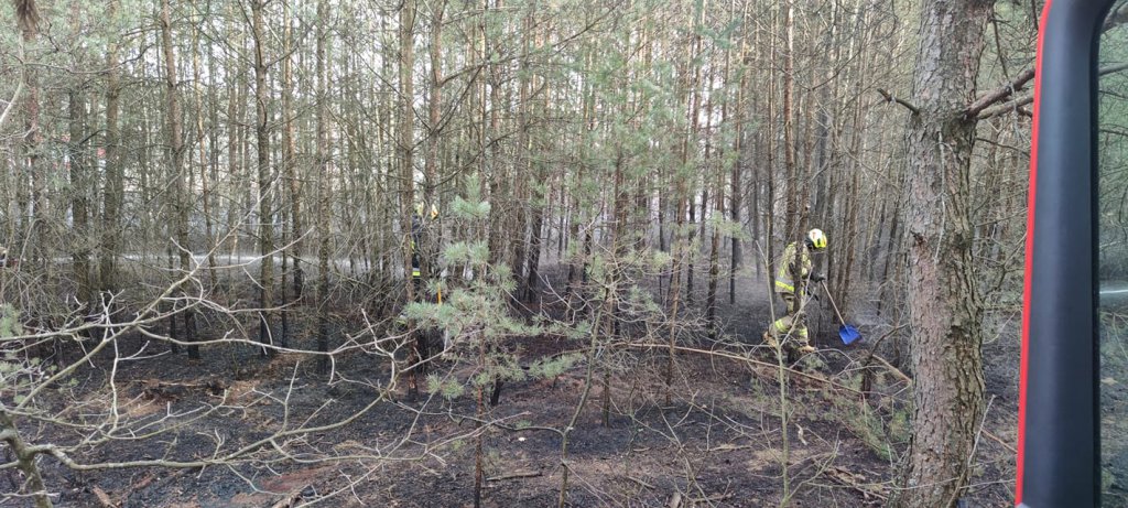 Pożary lasów na terenie gmin Myszyniec i Kadzidło. Z ogniem walczyło 6 jednostek strażackich [03.04.2022] - zdjęcie #1 - eOstroleka.pl