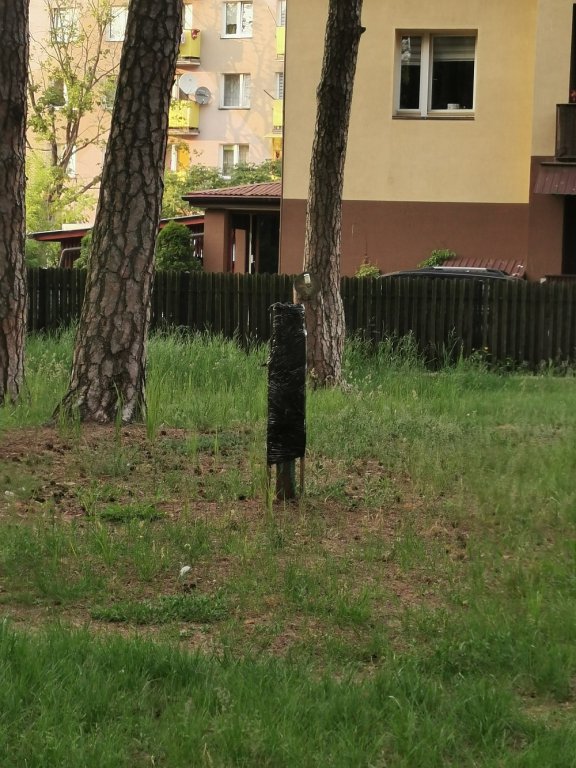 “Kikuty” po latarniach i skorodowana skrzynka elektryczna szpecą i straszą w parku miejskim - zdjęcie #7 - eOstroleka.pl