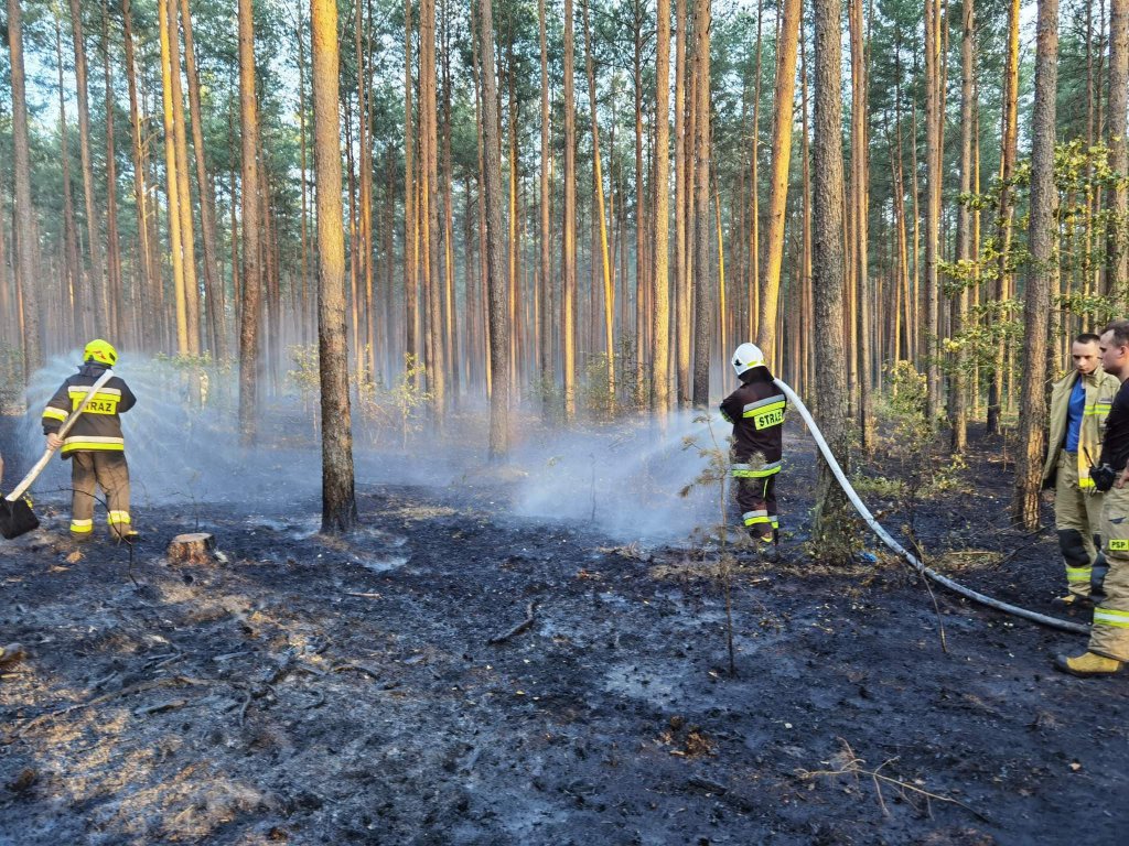 Pożar lasu w Cuplu, gm. Czarnia [22.07.2022] - zdjęcie #1 - eOstroleka.pl