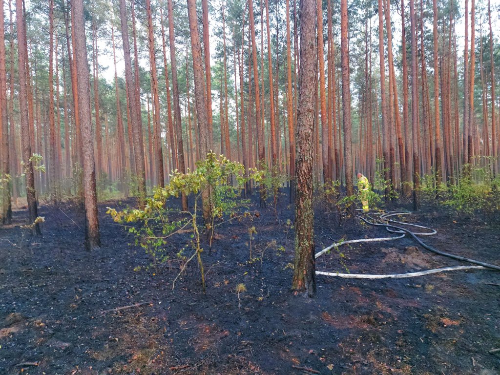Pożar lasu w Cuplu, gm. Czarnia [22.07.2022] - zdjęcie #2 - eOstroleka.pl
