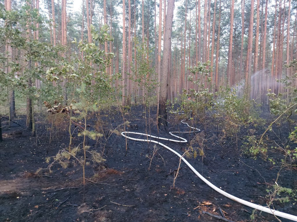 Pożar lasu w Cuplu, gm. Czarnia [22.07.2022] - zdjęcie #4 - eOstroleka.pl