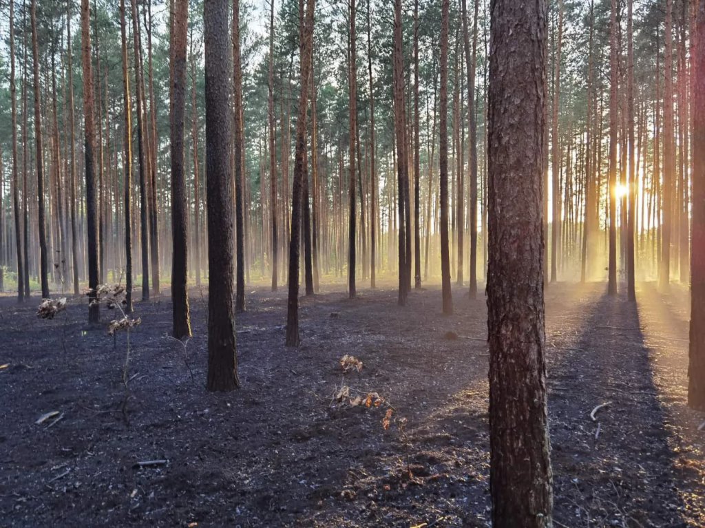 Pożar lasu w Cuplu, gm. Czarnia [22.07.2022] - zdjęcie #5 - eOstroleka.pl