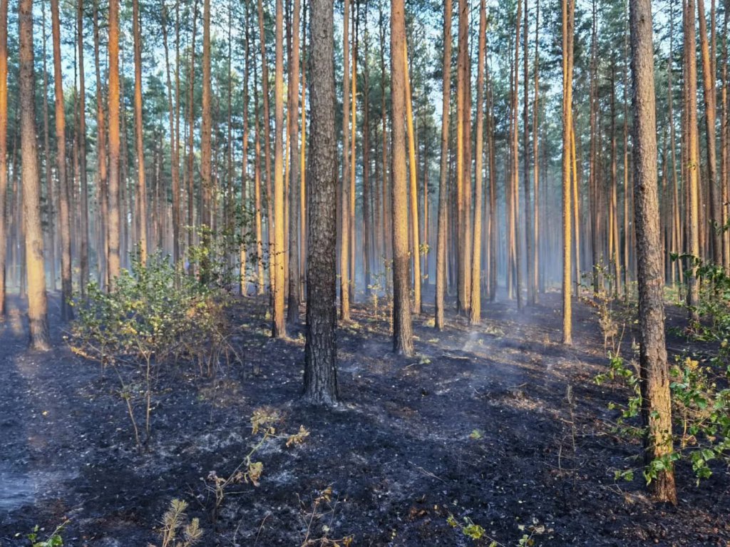 Pożar lasu w Cuplu, gm. Czarnia [22.07.2022] - zdjęcie #6 - eOstroleka.pl
