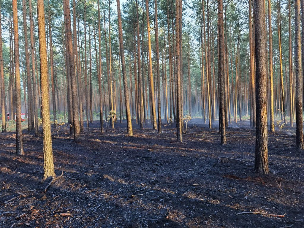 Pożar lasu w Cuplu, gm. Czarnia [22.07.2022] - zdjęcie #9 - eOstroleka.pl