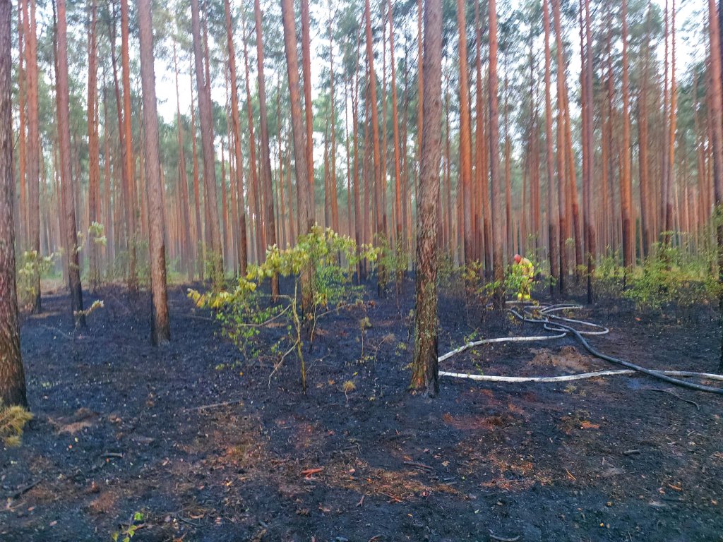 Pożar lasu w Cuplu, gm. Czarnia [22.07.2022] - zdjęcie #10 - eOstroleka.pl