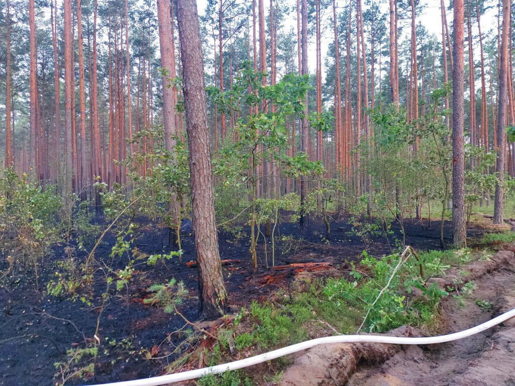 Pożar lasu w Cuplu, gm. Czarnia [22.07.2022] - zdjęcie #13 - eOstroleka.pl