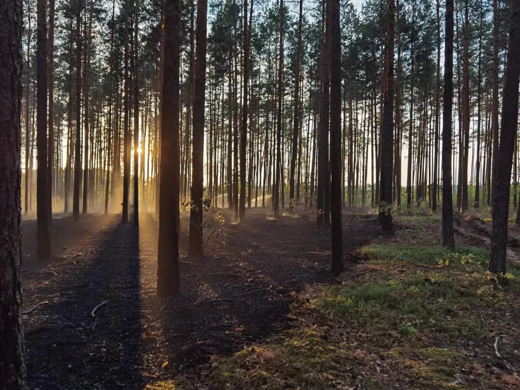 Pożar lasu w Cuplu, gm. Czarnia [22.07.2022] - zdjęcie #14 - eOstroleka.pl