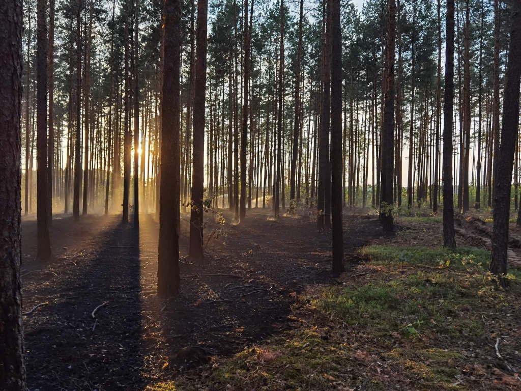 Pożar lasu w Cuplu, gm. Czarnia [22.07.2022] - zdjęcie #15 - eOstroleka.pl
