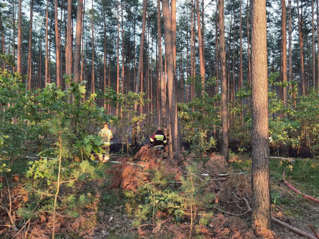 Pożar lasu w Cuplu, gm. Czarnia [22.07.2022] - zdjęcie #16 - eOstroleka.pl