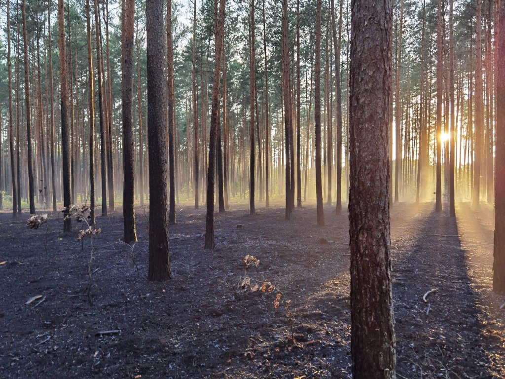 Pożar lasu w Cuplu, gm. Czarnia [22.07.2022] - zdjęcie #19 - eOstroleka.pl