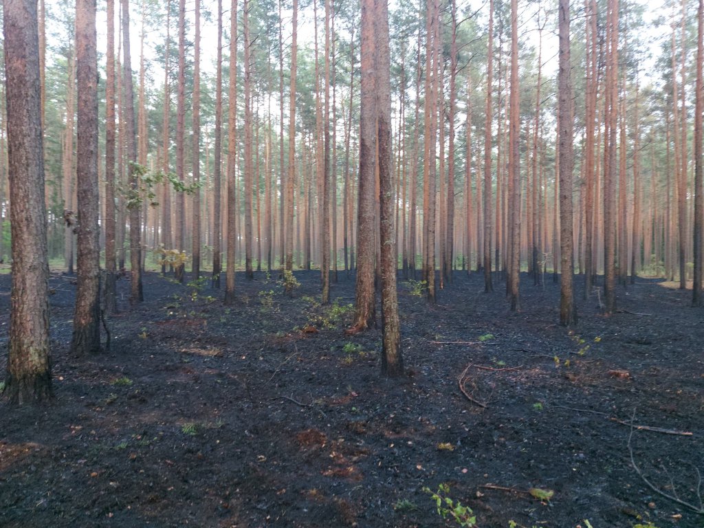 Pożar lasu w Cuplu, gm. Czarnia [22.07.2022] - zdjęcie #20 - eOstroleka.pl