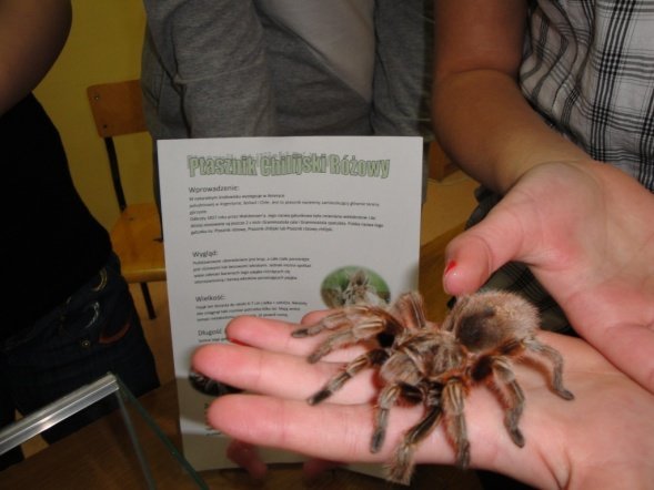 Dzień promocji i talentu w Gimnazjum nr 1 (21.03.2011) - zdjęcie #3 - eOstroleka.pl