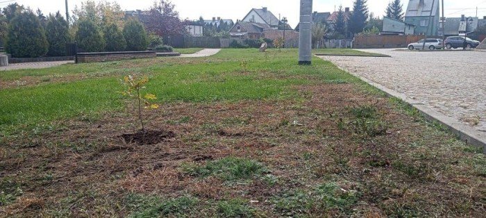Urząd Miejski w Myszyńcu wziął udział w akcji #sadziMy  - zdjęcie #4 - eOstroleka.pl