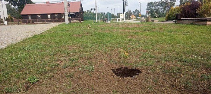 Urząd Miejski w Myszyńcu wziął udział w akcji #sadziMy  - zdjęcie #3 - eOstroleka.pl