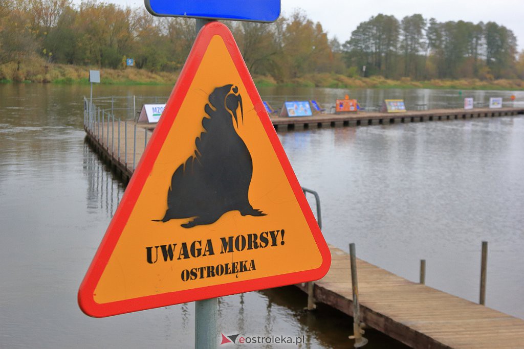 Ostrołęka morsuje! Nowy sezon oficjalnie rozpoczęty [23.10.2022] - zdjęcie #33 - eOstroleka.pl