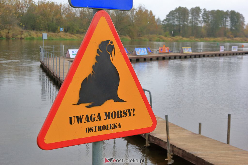 Ostrołęka morsuje! Nowy sezon oficjalnie rozpoczęty [23.10.2022] - zdjęcie #91 - eOstroleka.pl