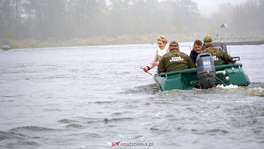 Akcja zarybiania Narwi [27.10.2022] - zdjęcie #4 - eOstroleka.pl
