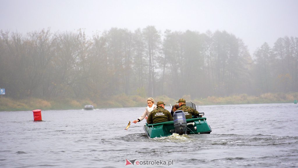 Akcja zarybiania Narwi [27.10.2022] - zdjęcie #1 - eOstroleka.pl