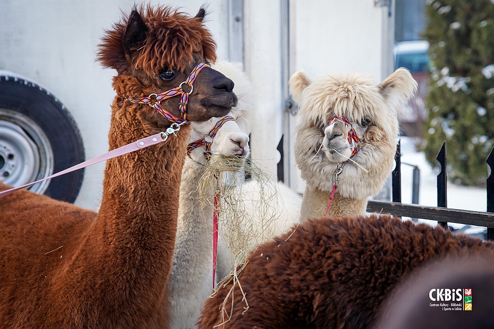 Spotkanie opłatkowe w Lelisie [19.12.2022] - zdjęcie #39 - eOstroleka.pl