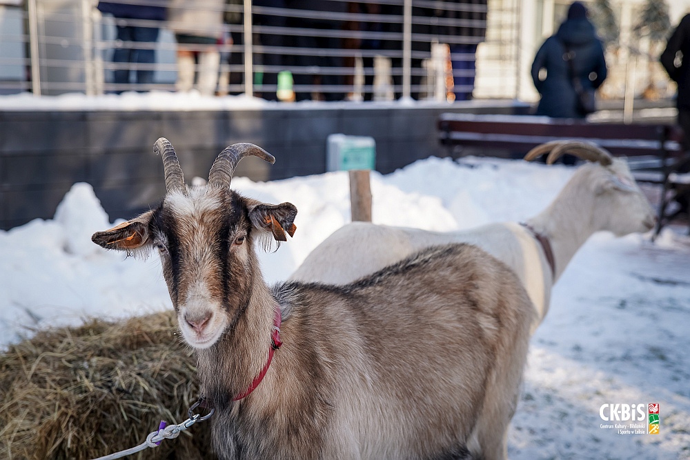 Spotkanie opłatkowe w Lelisie [19.12.2022] - zdjęcie #38 - eOstroleka.pl