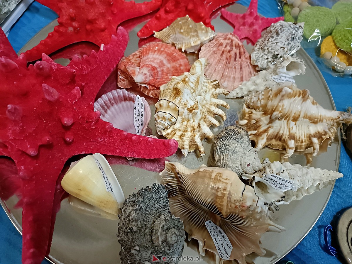 Za nami pierwsza tegoroczna giełda kolekcjonerów [15.01.2023] - zdjęcie #9 - eOstroleka.pl