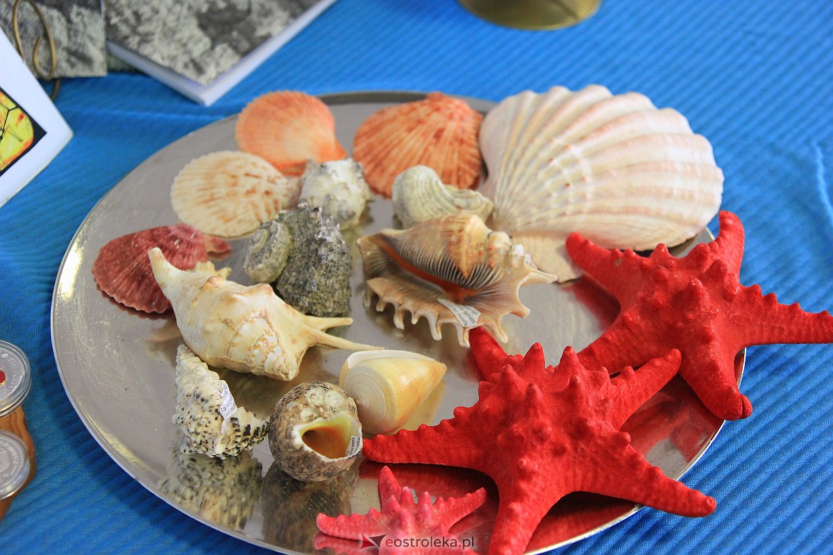 Giełda kolekcjonerska w Klubie Lokator [05.03.2023] - zdjęcie #6 - eOstroleka.pl