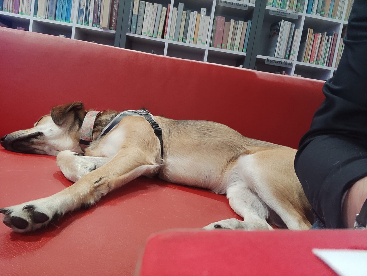 Marcin Meller z wizytą w Kadzidle [14.03.2023] - zdjęcie #16 - eOstroleka.pl