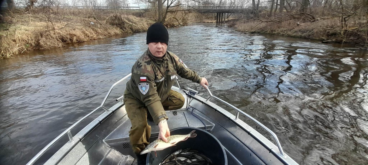 Akcja zarybiania na Omulwi [01.04.2023] - zdjęcie #4 - eOstroleka.pl