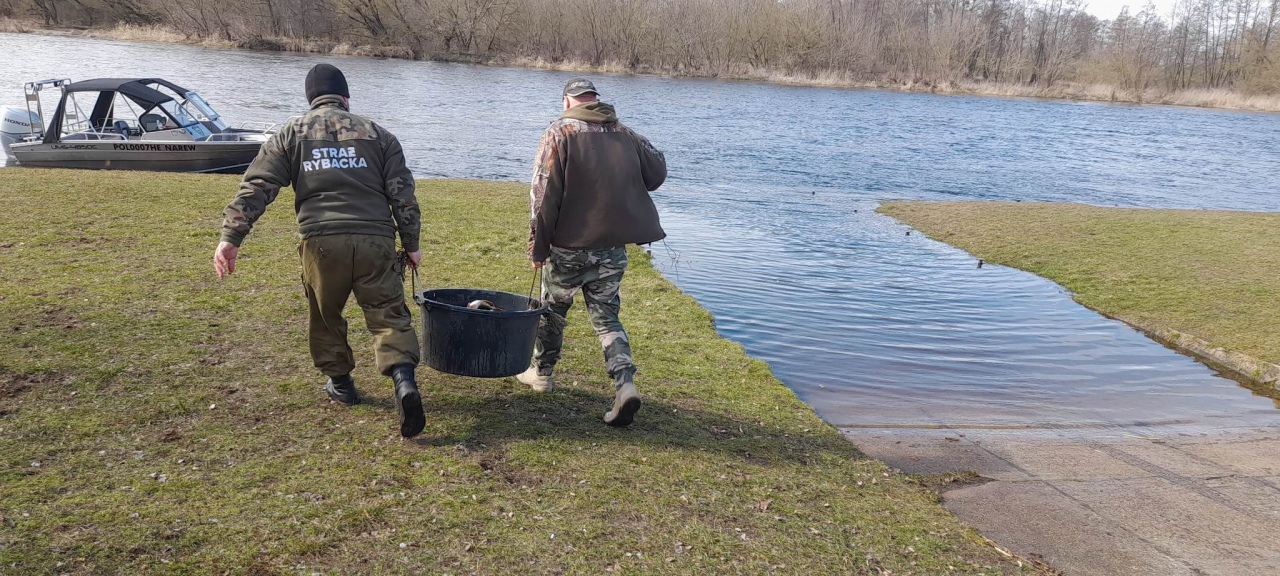 Akcja zarybiania na Omulwi [01.04.2023] - zdjęcie #2 - eOstroleka.pl
