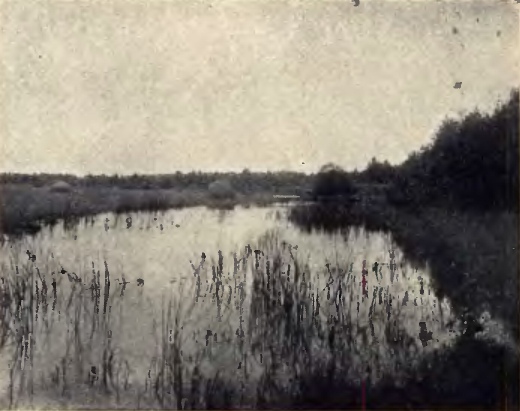 Unikalne zdjęcia Kurpiów 1937 r. Rodzina Polska - zdjęcie #9 - eOstroleka.pl
