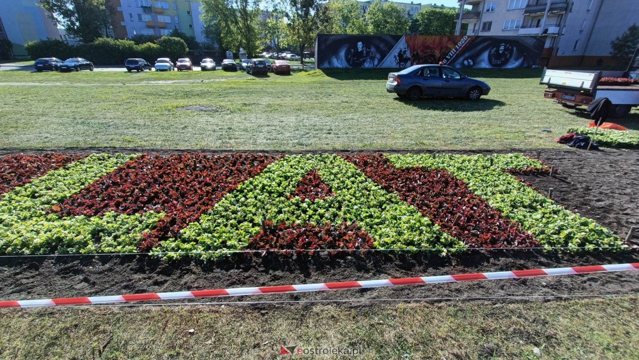 Wielki napis z 14 tysięcy kwiatów na 650-lecie Ostrołęki [09.05.2023] - zdjęcie #3 - eOstroleka.pl