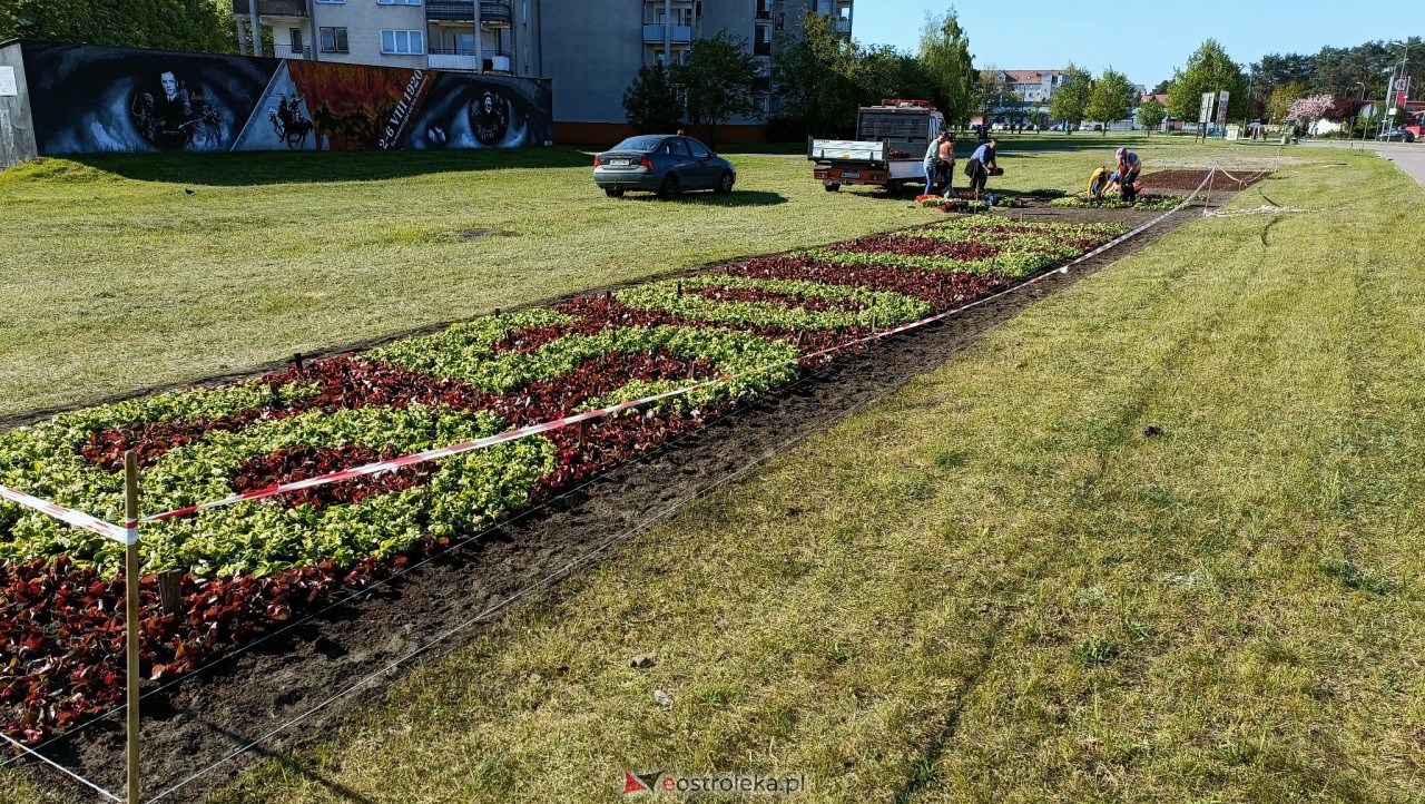 Wielki napis z 14 tysięcy kwiatów na 650-lecie Ostrołęki [09.05.2023] - zdjęcie #10 - eOstroleka.pl