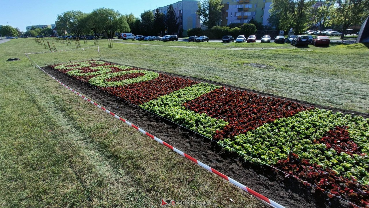 Wielki napis z 14 tysięcy kwiatów na 650-lecie Ostrołęki [09.05.2023] - zdjęcie #13 - eOstroleka.pl