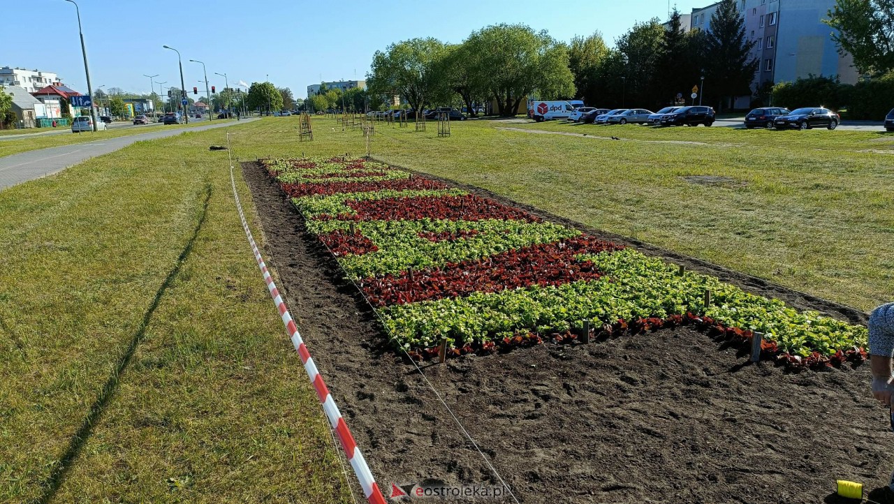 Wielki napis z 14 tysięcy kwiatów na 650-lecie Ostrołęki [09.05.2023] - zdjęcie #14 - eOstroleka.pl