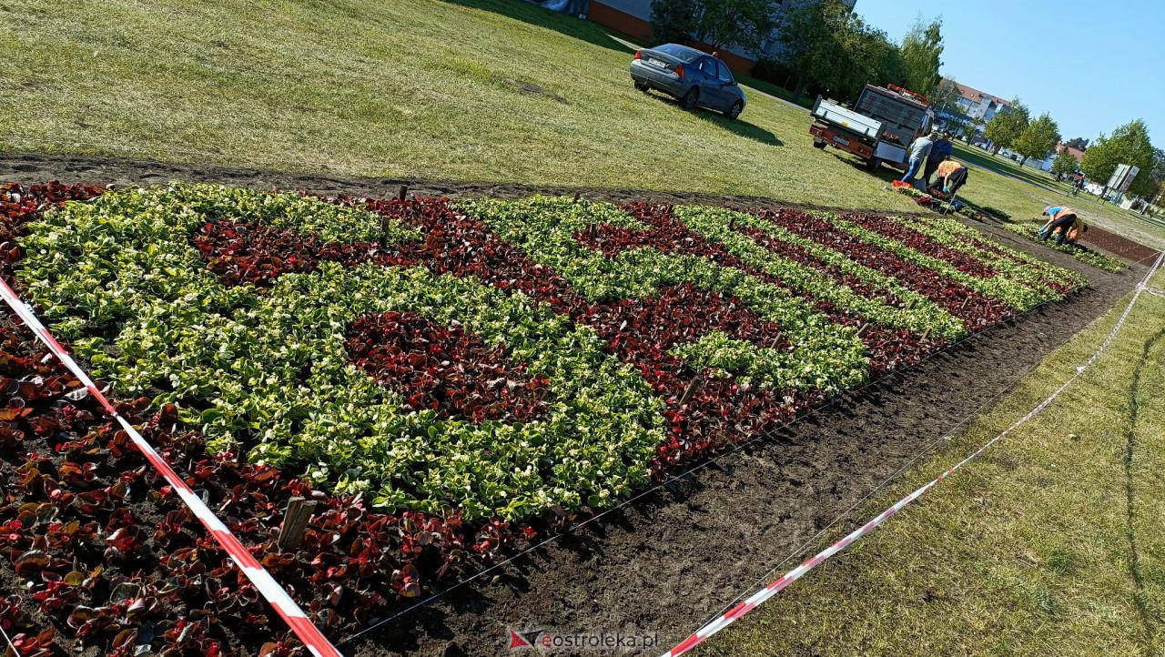 Wielki napis z 14 tysięcy kwiatów na 650-lecie Ostrołęki [09.05.2023] - zdjęcie #17 - eOstroleka.pl