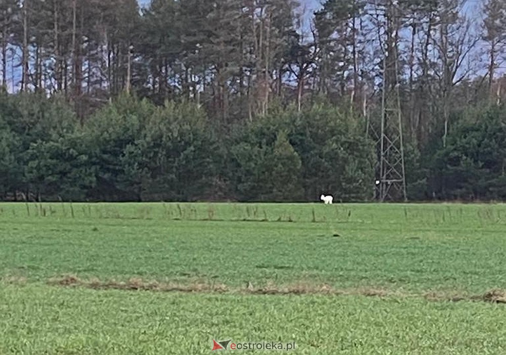 Sarna albinos w pobliżu Ostrołęki [10.05.2023] - zdjęcie #3 - eOstroleka.pl
