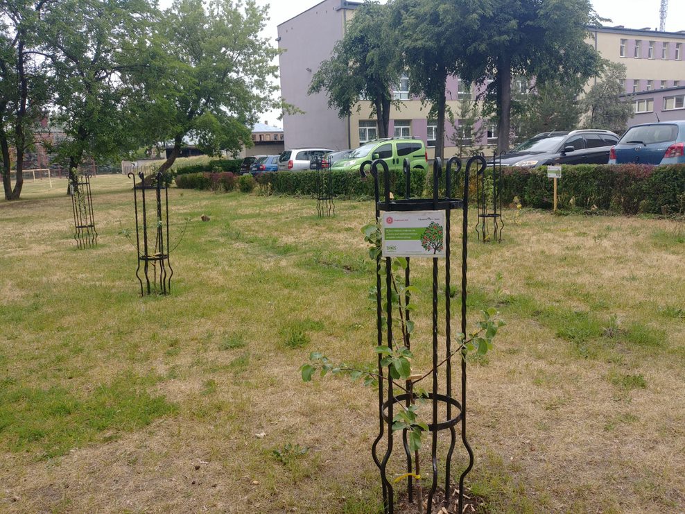 Zespół „Kurpiowski sad” z ZSZ 2 w Ostrołece posadził „Tradycyjny sad” - zdjęcie #23 - eOstroleka.pl