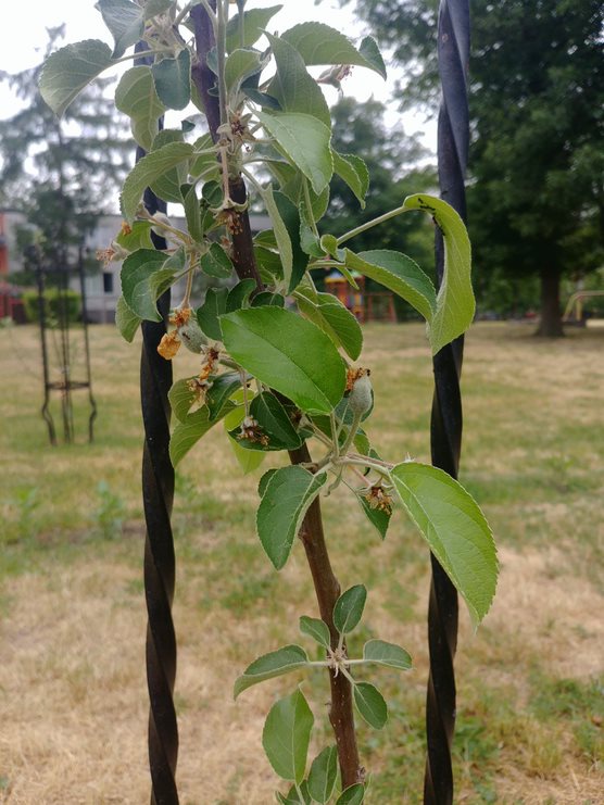 Zespół „Kurpiowski sad” z ZSZ 2 w Ostrołece posadził „Tradycyjny sad” - zdjęcie #22 - eOstroleka.pl