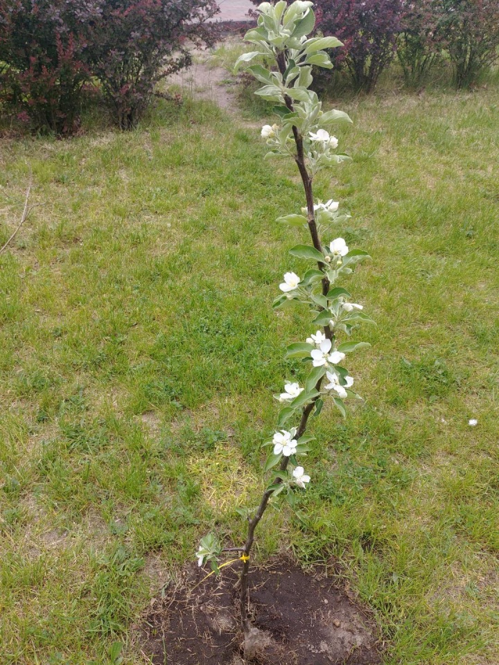 Zespół „Kurpiowski sad” z ZSZ 2 w Ostrołece posadził „Tradycyjny sad” - zdjęcie #19 - eOstroleka.pl