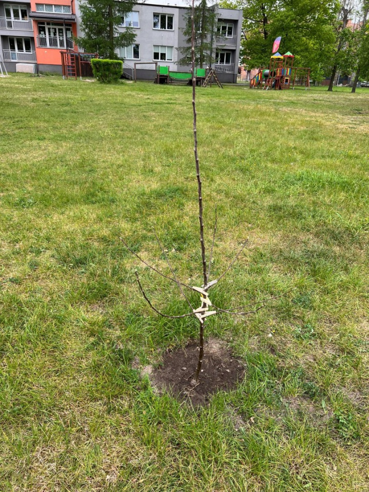 Zespół „Kurpiowski sad” z ZSZ 2 w Ostrołece posadził „Tradycyjny sad” - zdjęcie #5 - eOstroleka.pl