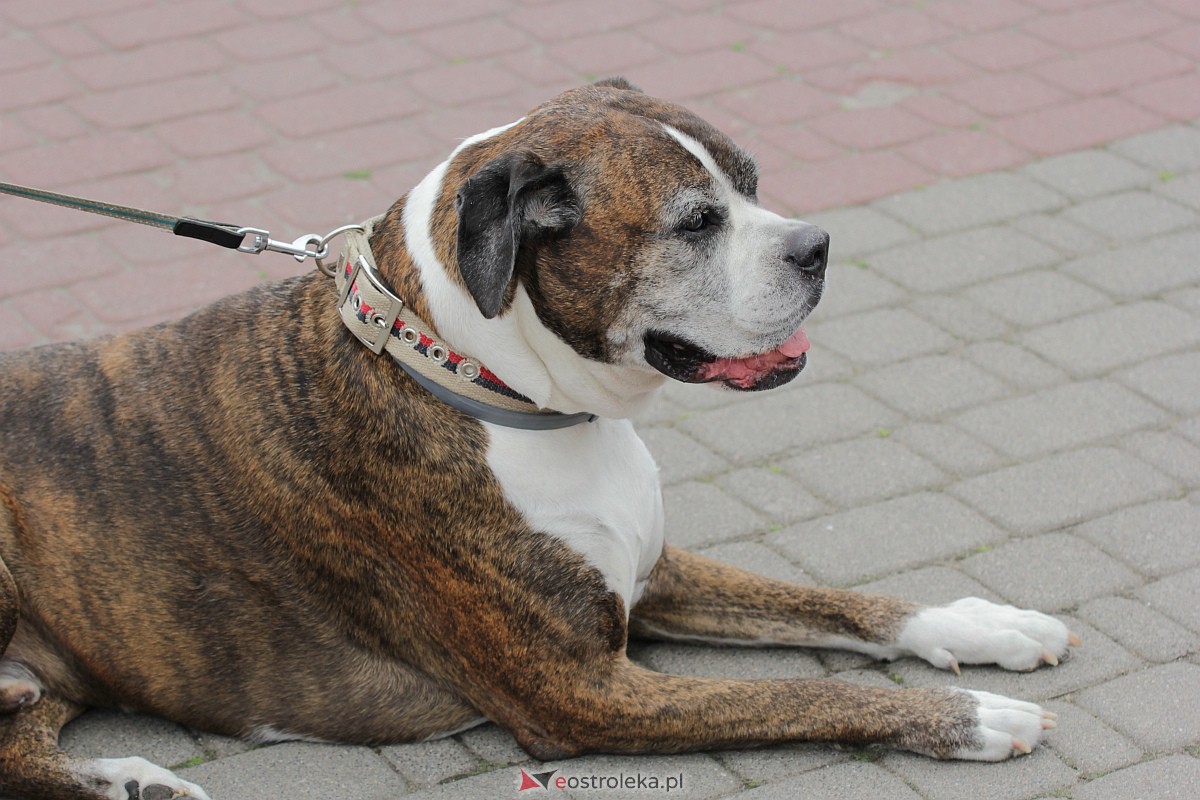 Seniorada 2023 [18.06.2023] - zdjęcie #102 - eOstroleka.pl