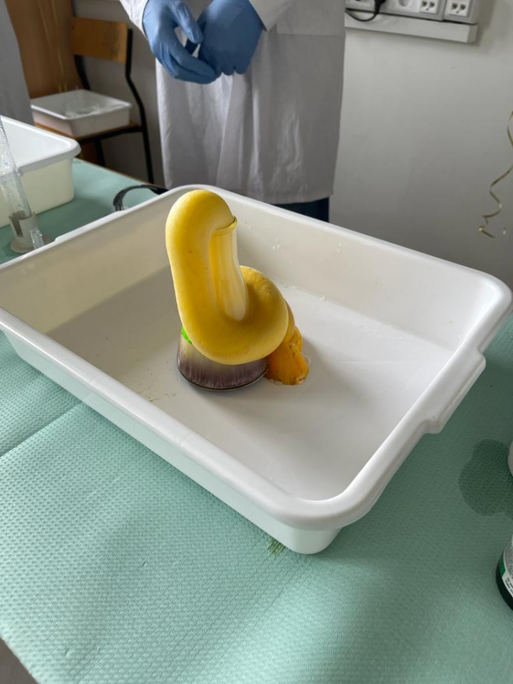 Dzień Nauki i efektowne eksperymenty w “szóstce” [19.06.2023] - zdjęcie #11 - eOstroleka.pl