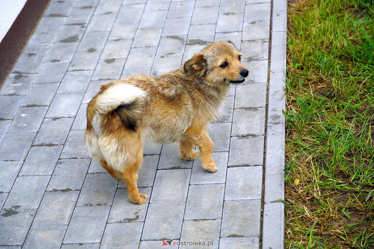 Malowanie na kamieniu - Konkurs rodzinny w Janochach [25.06.2023] - zdjęcie #24 - eOstroleka.pl
