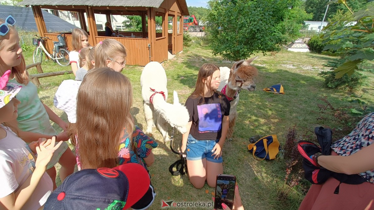 Piknik “Smaki Natury” i zabawa z alpakami [08.07.2023] - zdjęcie #25 - eOstroleka.pl