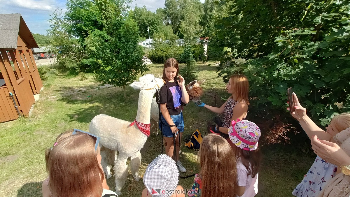 Piknik “Smaki Natury” i zabawa z alpakami [08.07.2023] - zdjęcie #23 - eOstroleka.pl