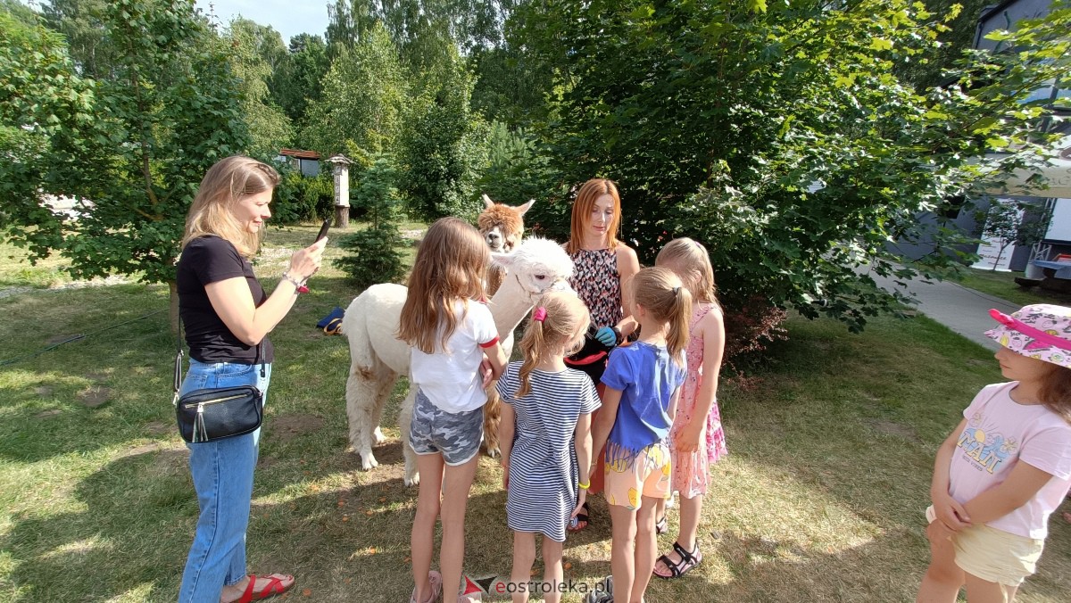 Piknik “Smaki Natury” i zabawa z alpakami [08.07.2023] - zdjęcie #18 - eOstroleka.pl