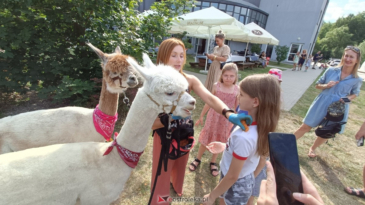 Piknik “Smaki Natury” i zabawa z alpakami [08.07.2023] - zdjęcie #17 - eOstroleka.pl